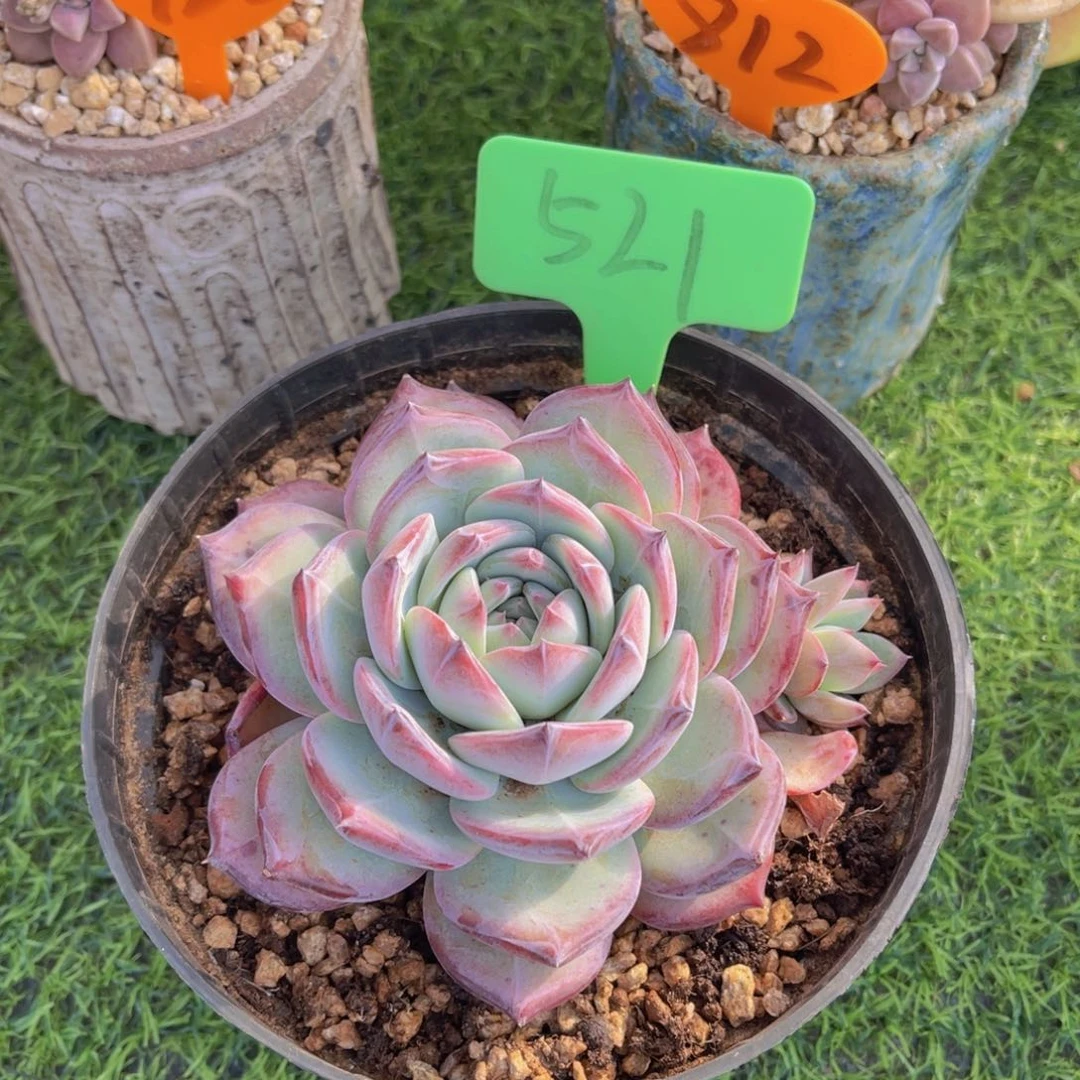 安**身521号多肉植物一物一拍