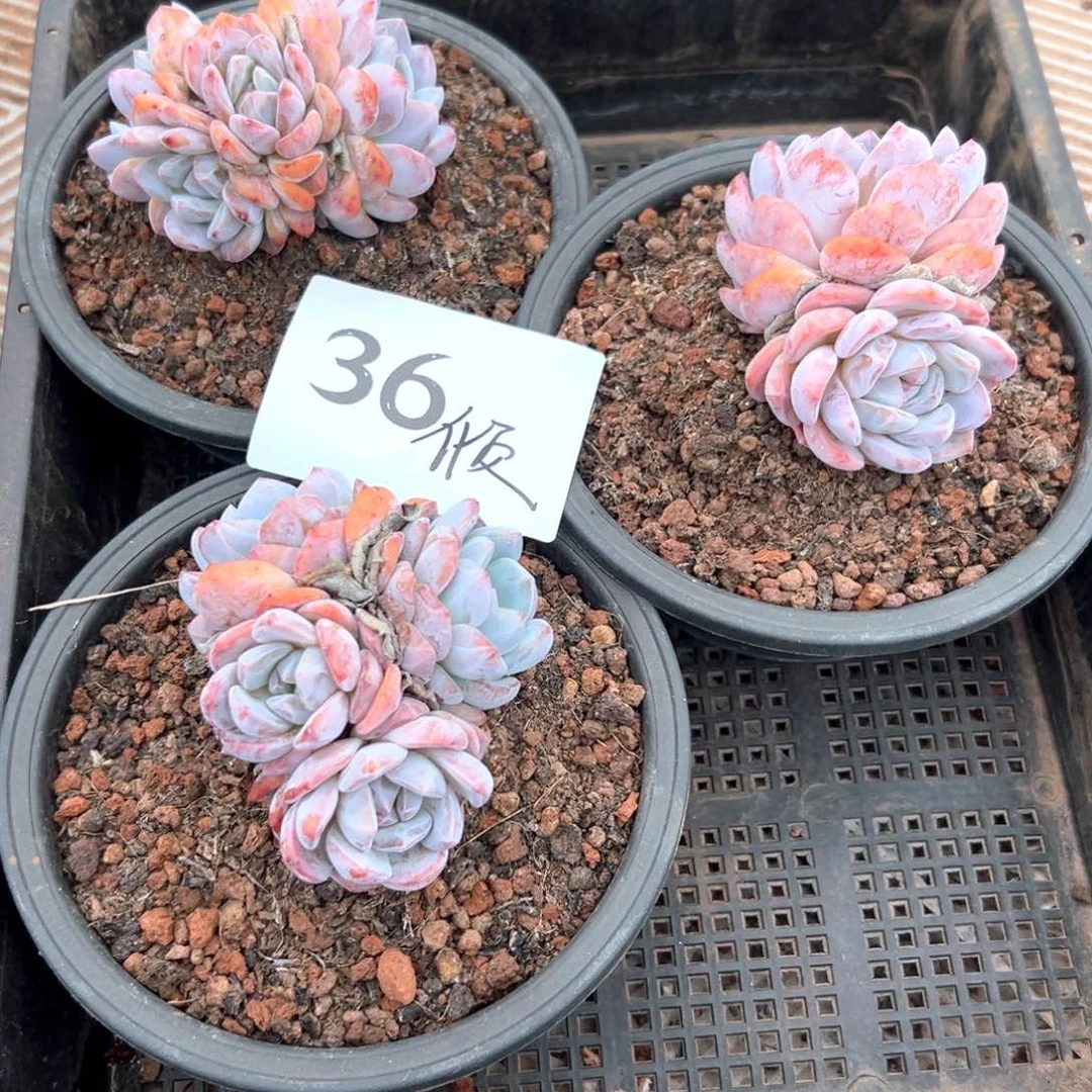 -****?36还是吃v好