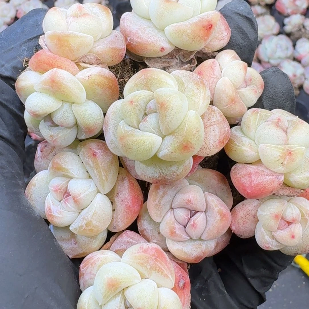 07 号到手6颗江北多肉