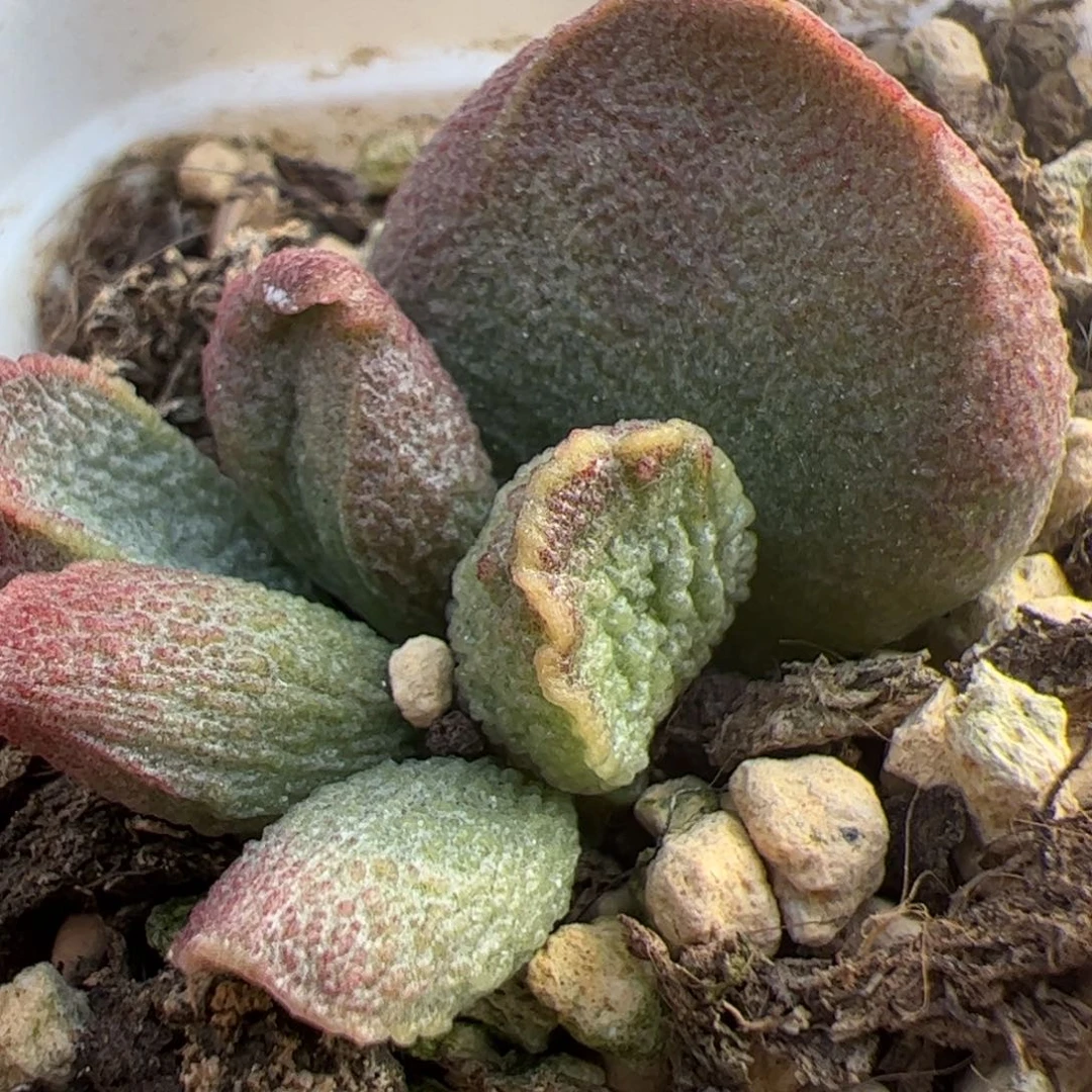 实生低叶苗多肉植物水泡