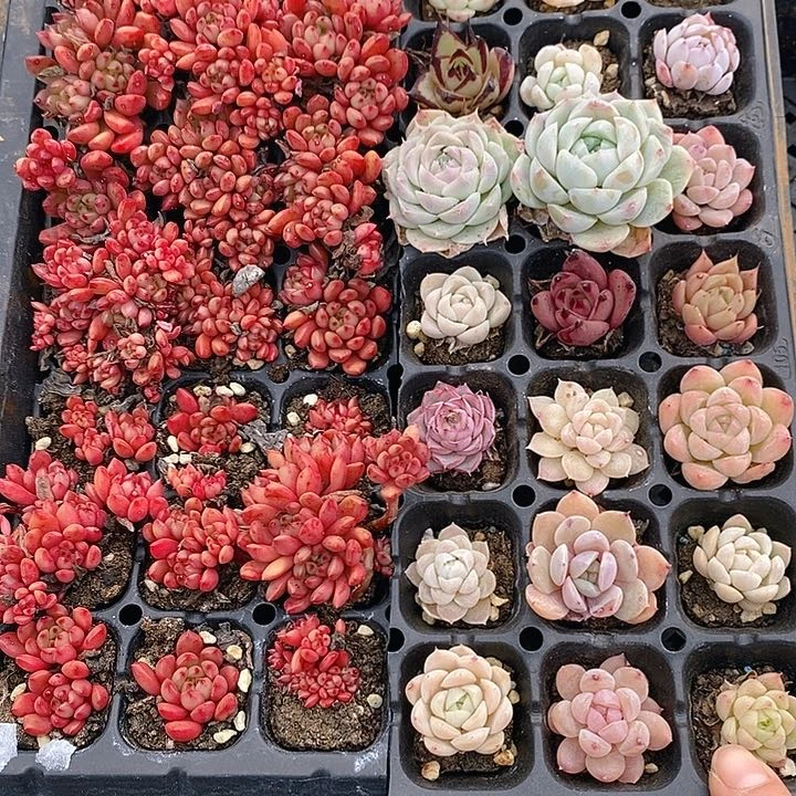 121 多肉植物组合盆栽植物