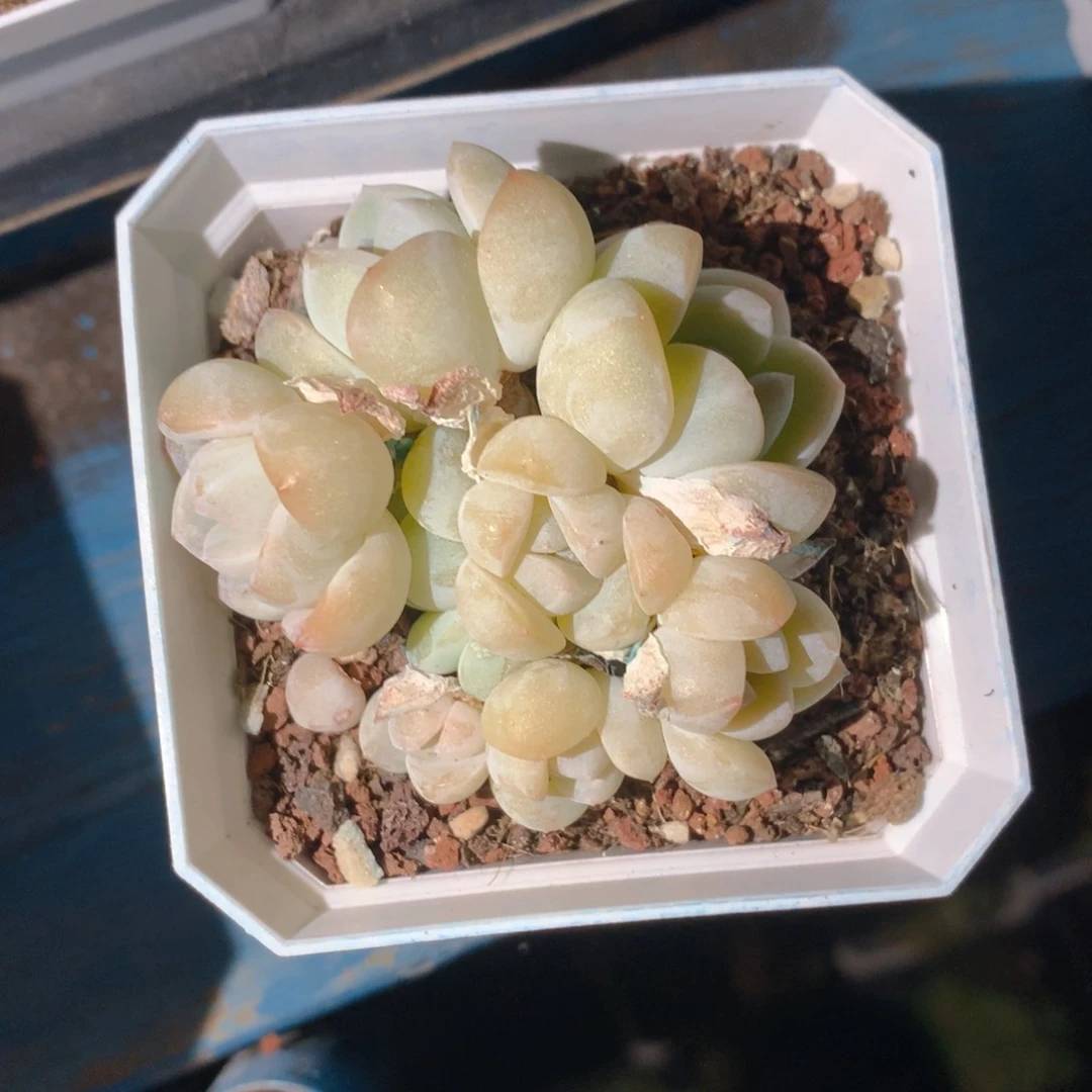 精品冰玉群一物一拍