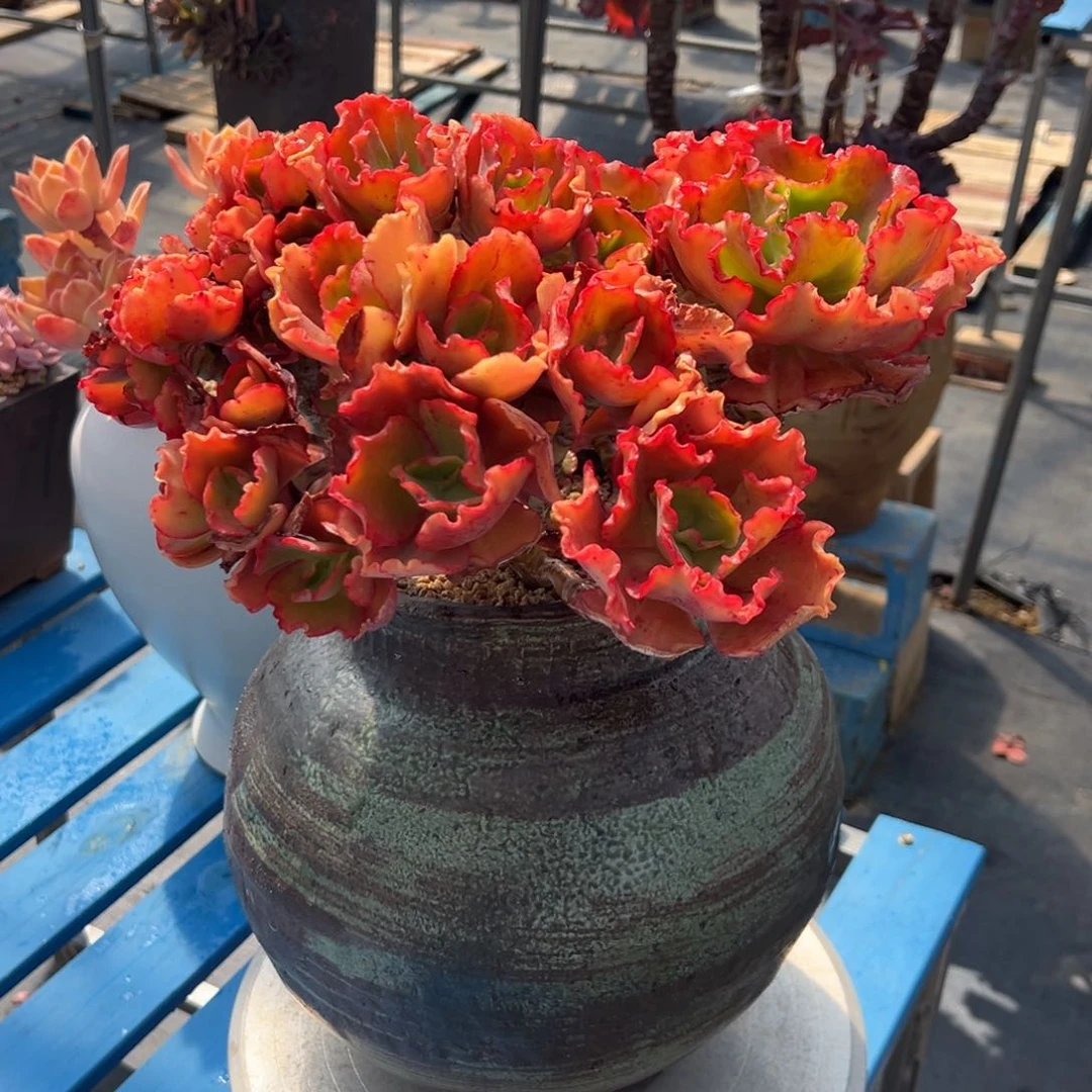 红帆朵朵缀带盆物流自理