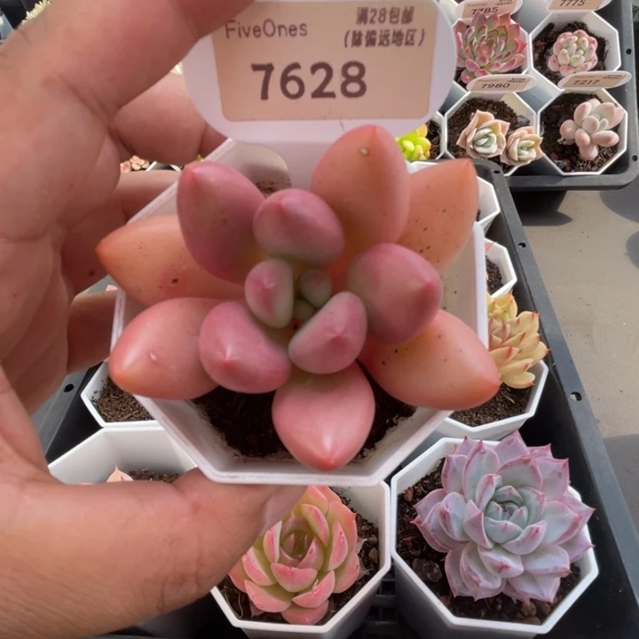 7628桃花源4.5厘米