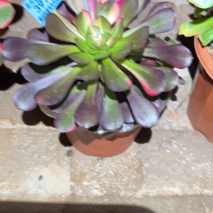 花蝴蝶3976多肉植物