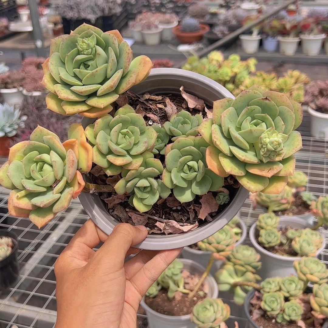 尼可沙拉玫瑰多头大盆群