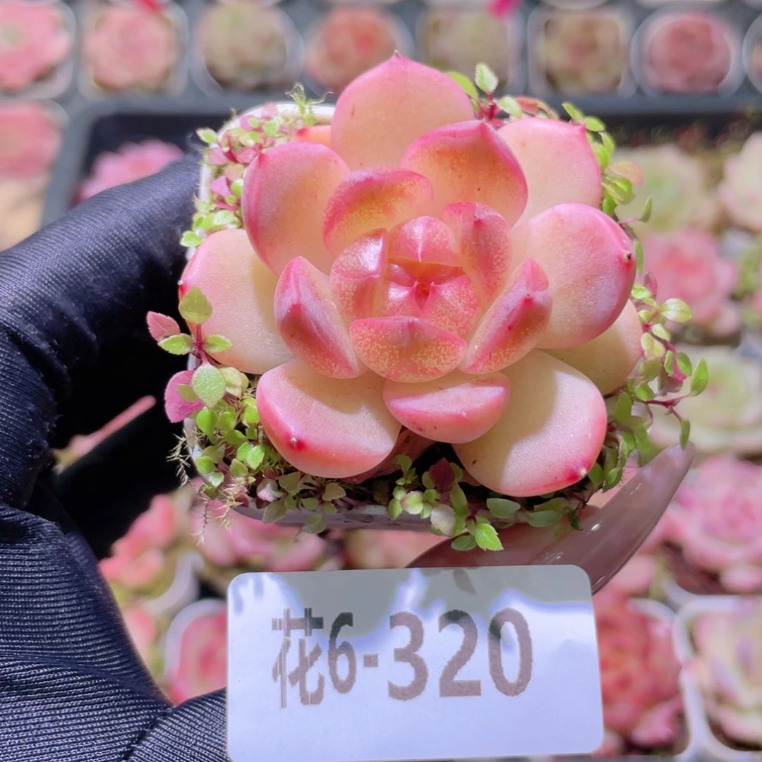 花利美6-320新品珍妮