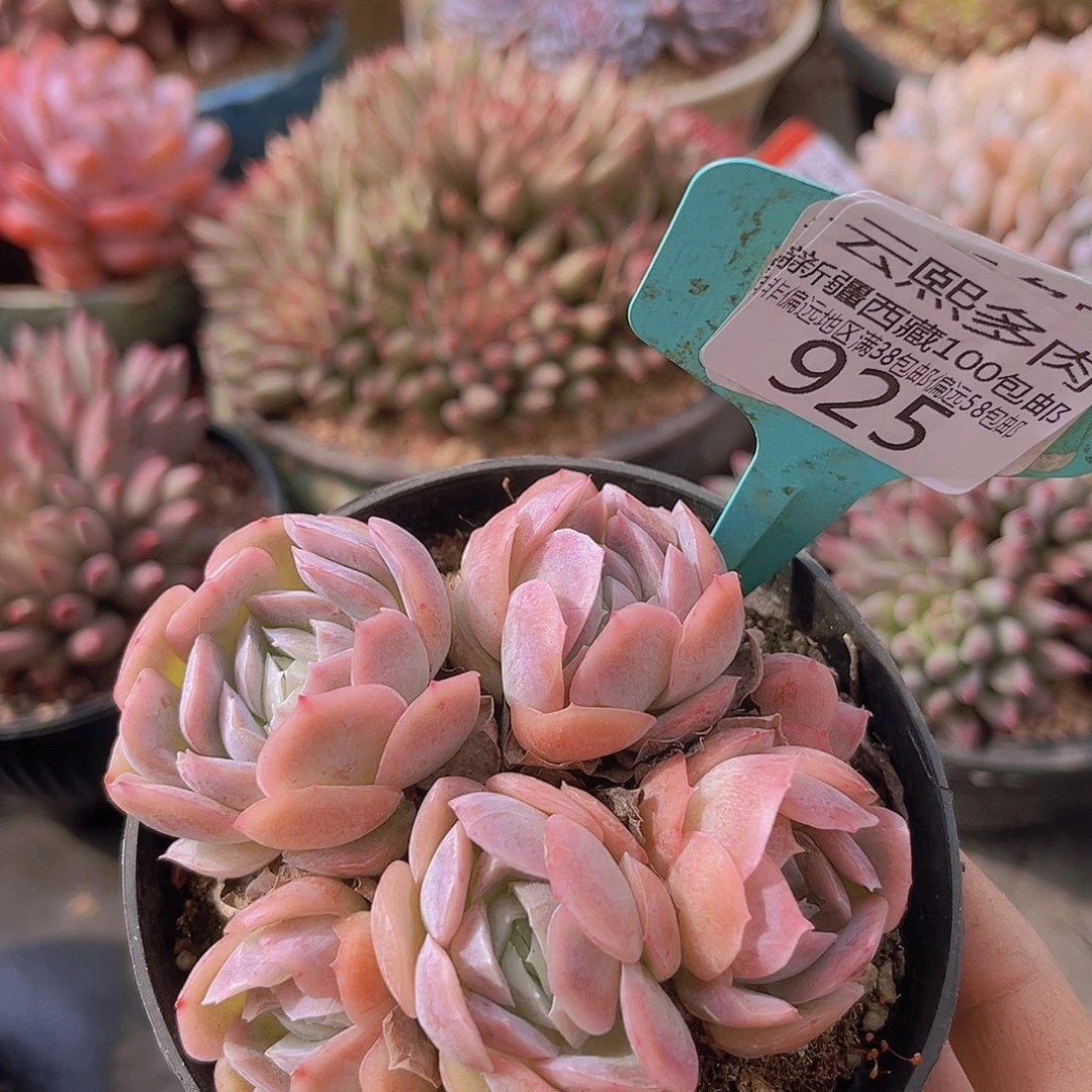 925贝壳西娜多肉植物