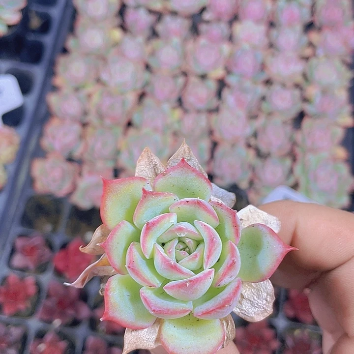 荷花【满10颗包邮】