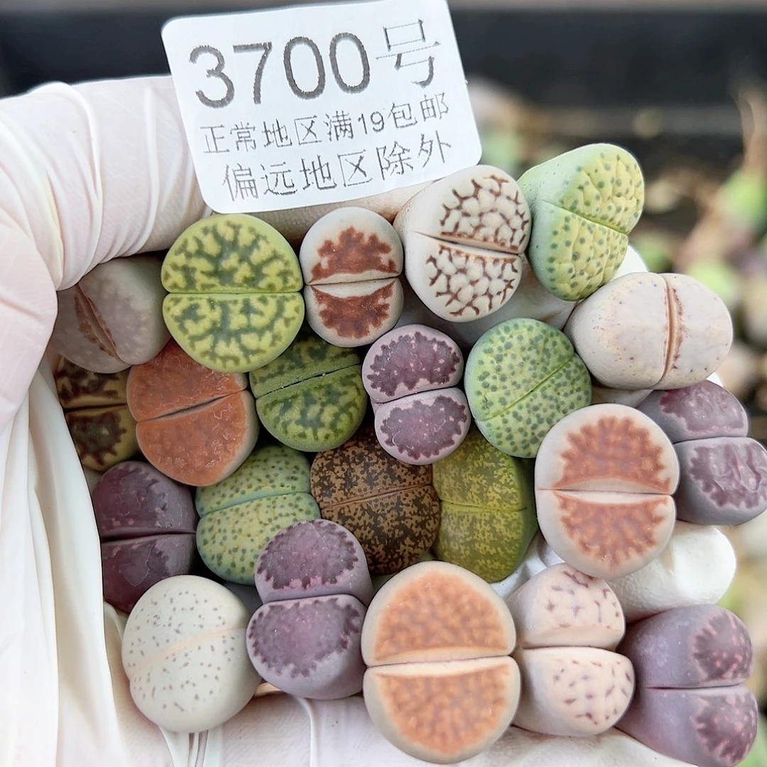 3700 好养易活生石花大母本22个清框下播福利