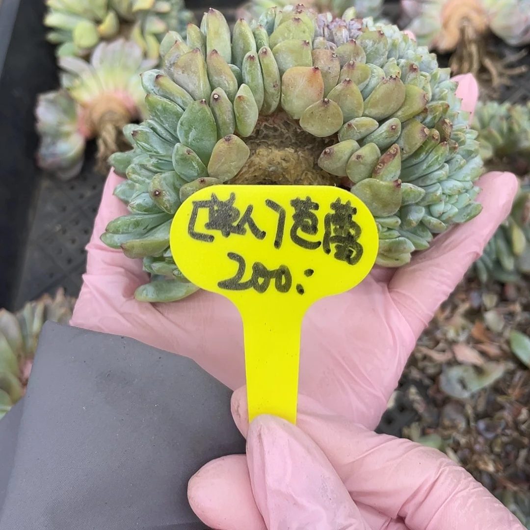 我****实生星影缀化小树