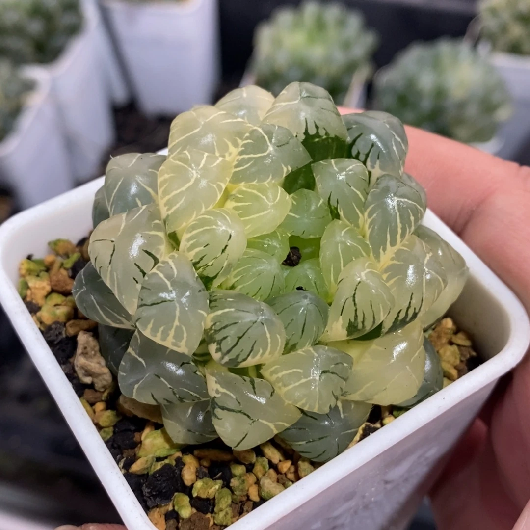 一颗湖水玉露锦 开播福利