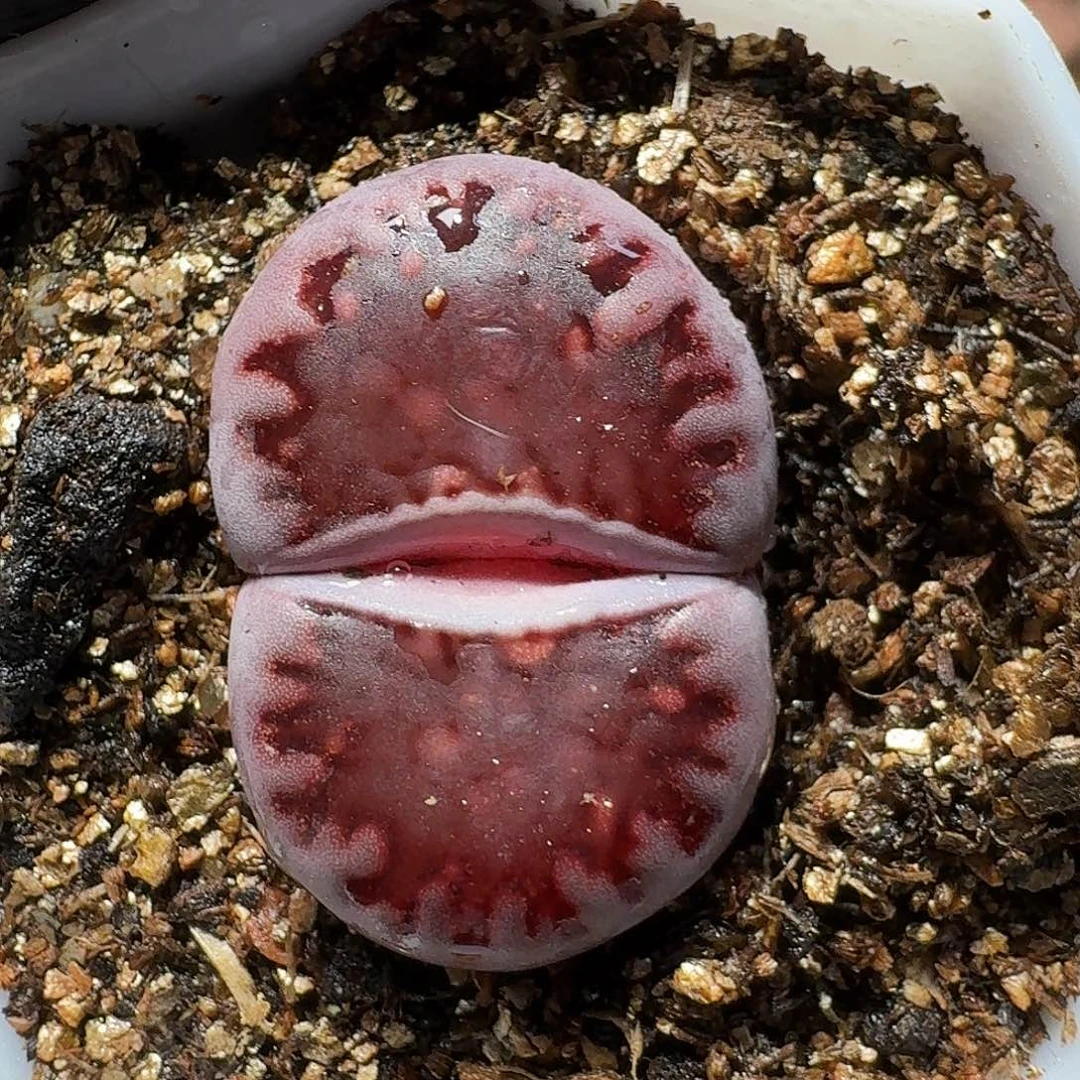 豚**妈生石花等植物1111111。    266