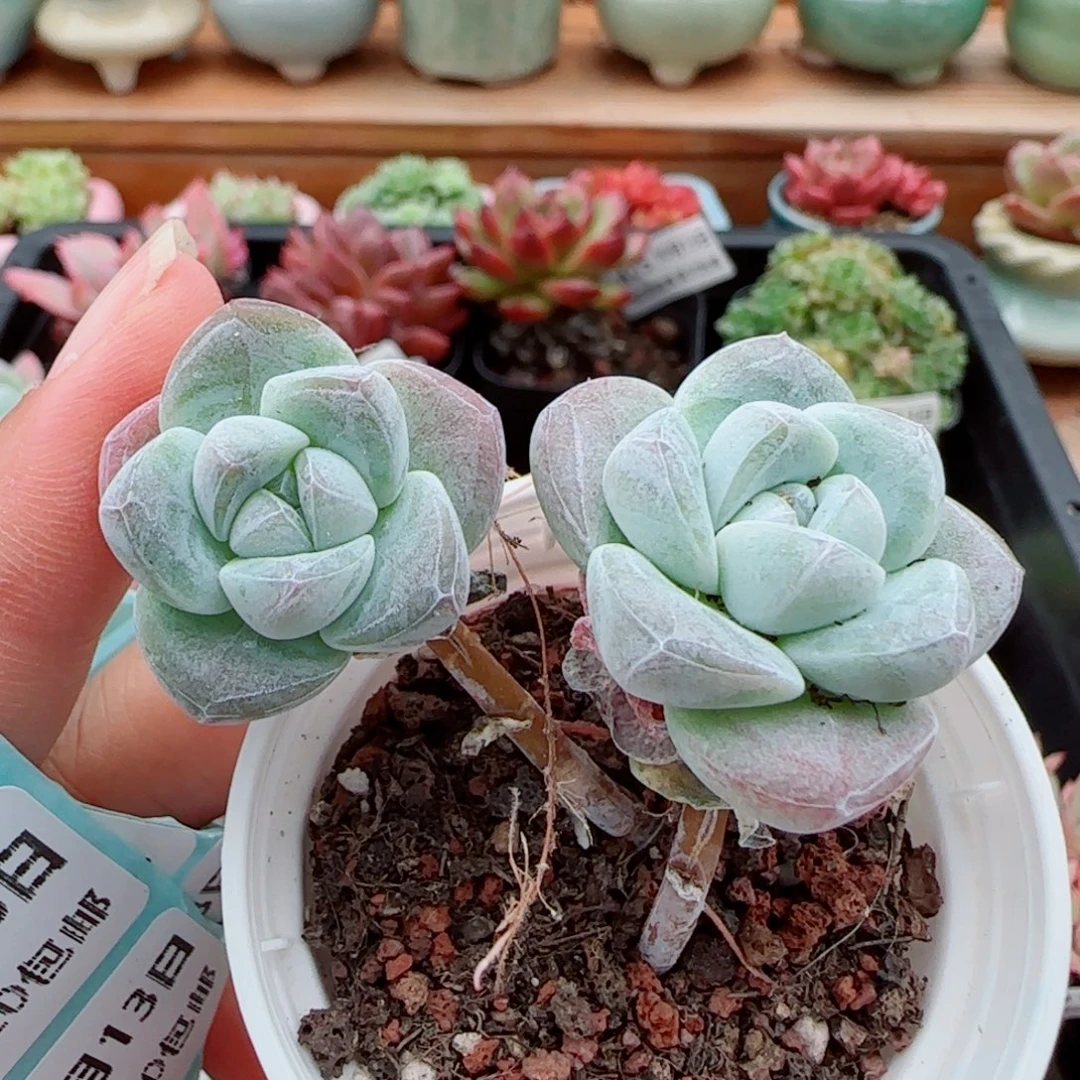 花语逸镜1013-421冰玉高桩