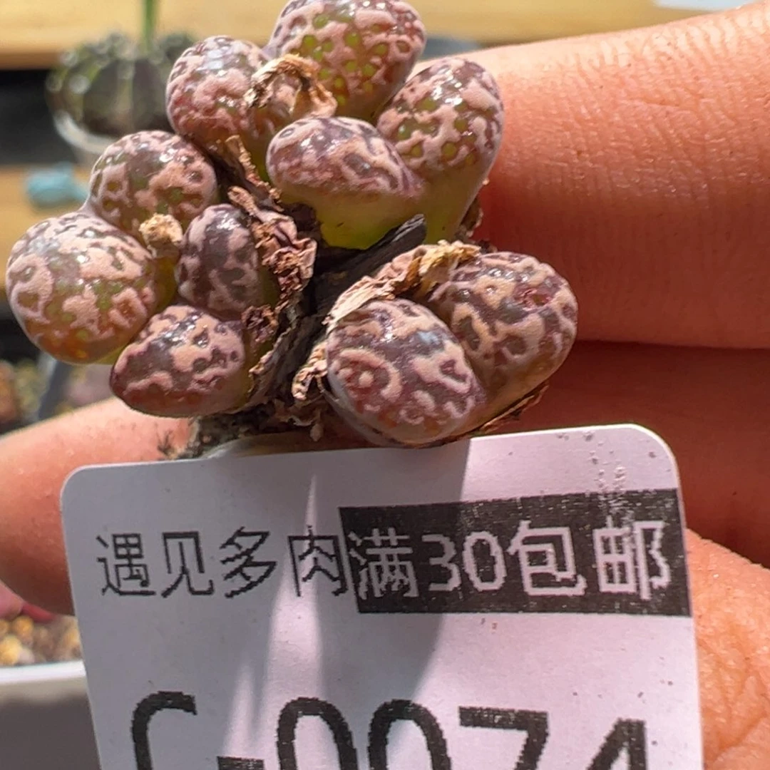 多肉植物111111111111