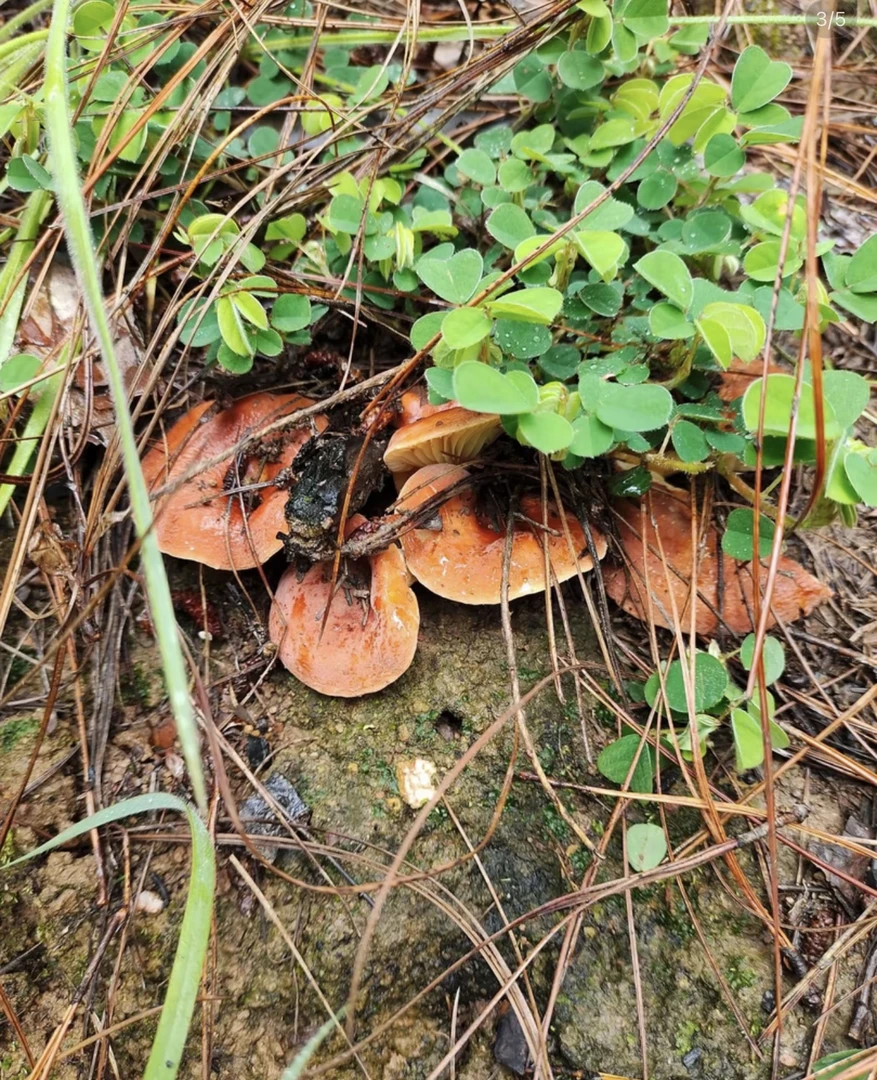 云南野生奶浆菌口感脆嫩顺丰空运