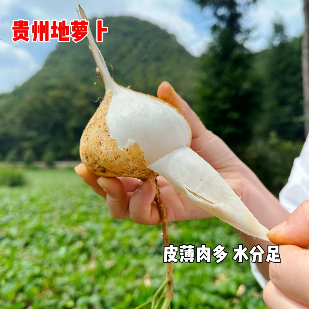 正宗贵州地萝卜地萝卜凉薯3斤/5斤装