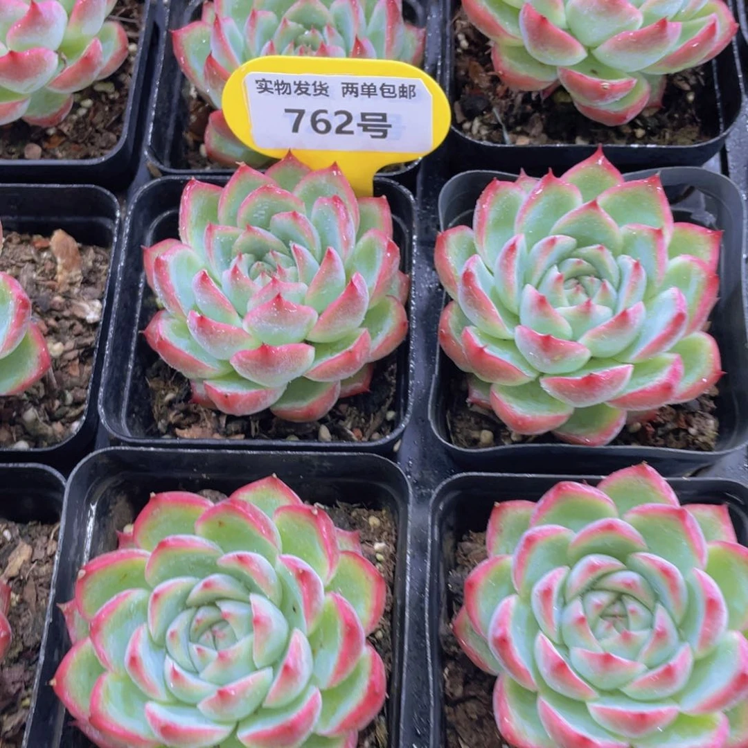 762号 精品粉水晶单头一个