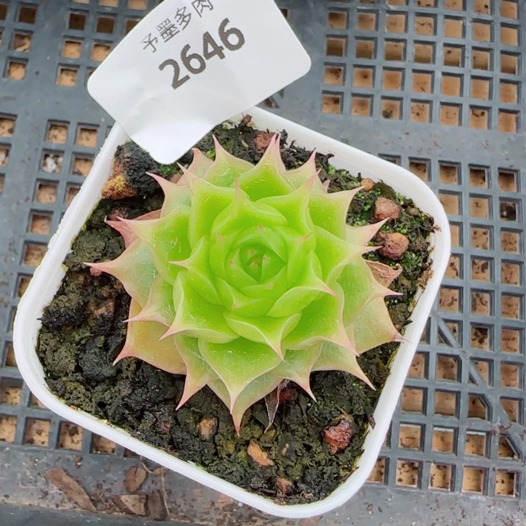 荧光海胆，2646多肉植物