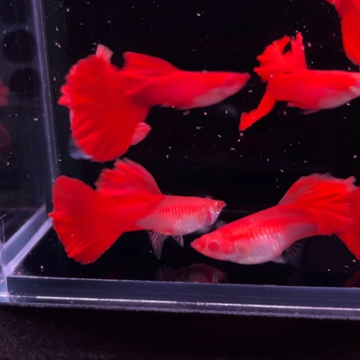 孔雀鱼血红红玫瑰白皙3对