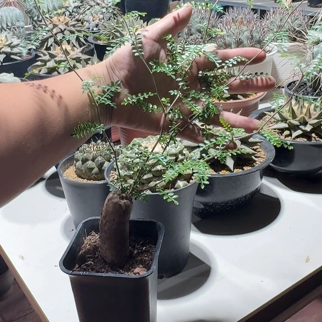 根插象足漆树块根