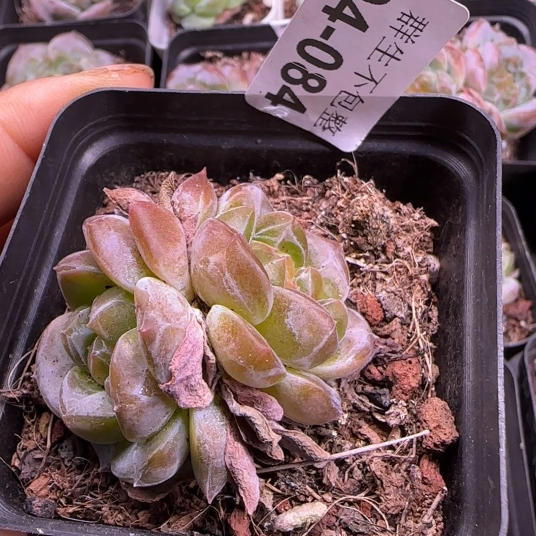 可***饱小卡拉米糖心一物一拍4-84