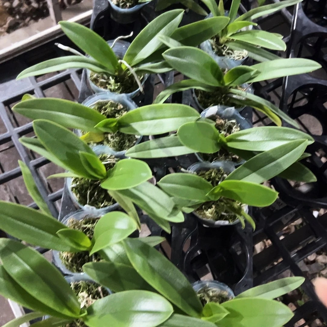 不开花植物小茴紫2.5