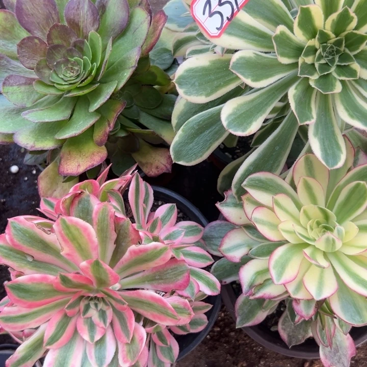 多肉植物339不售后