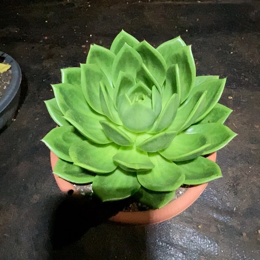 东云翠花大漏5