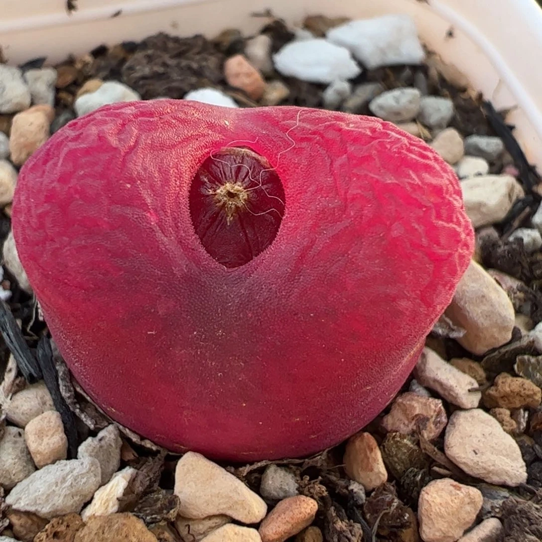 多肉植物百科967