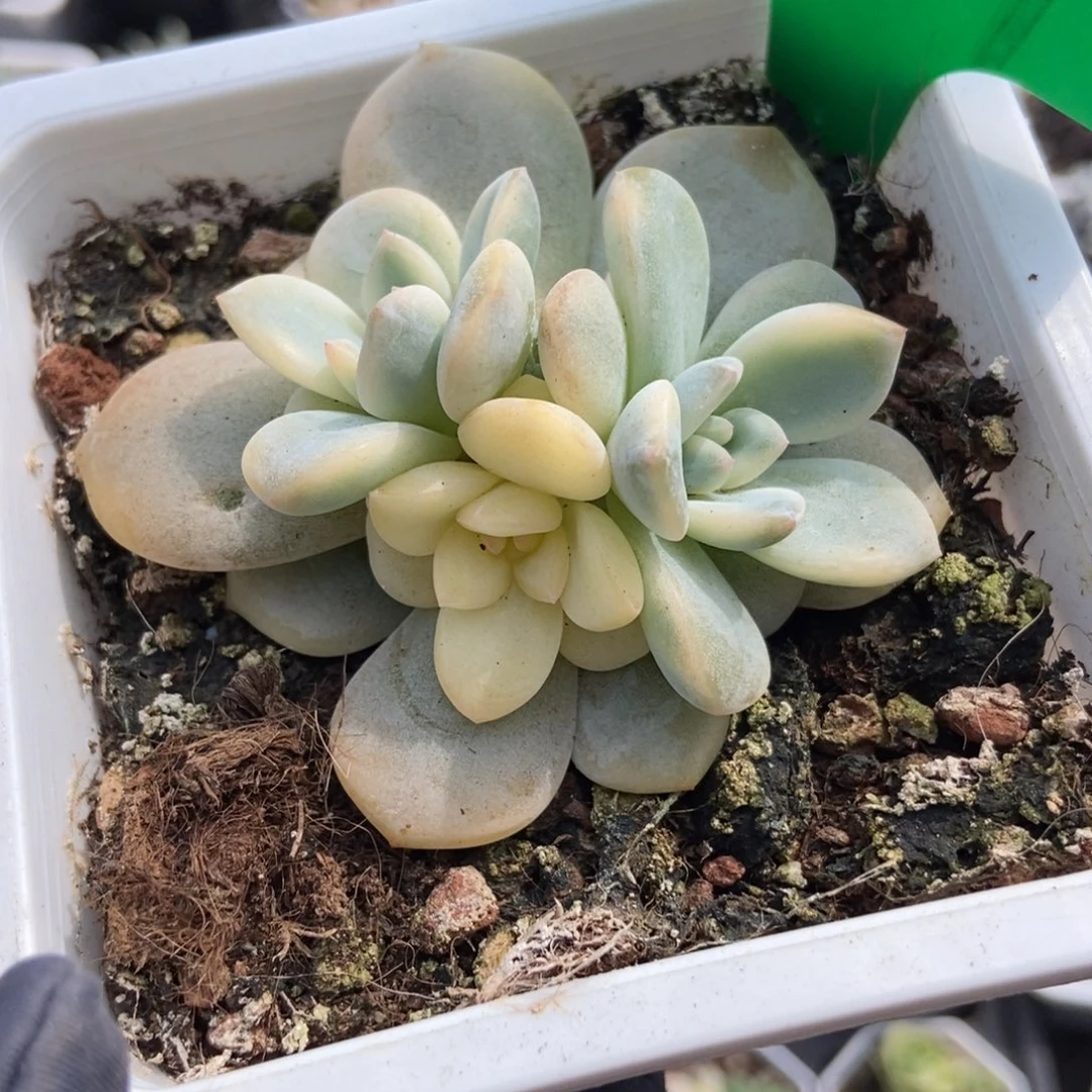 817梦露锦多肉植物多肉