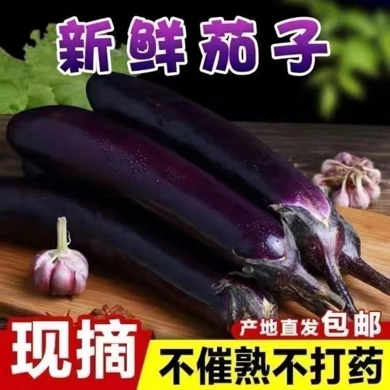 正宗农家露天种植新鲜采摘现摘现发老品种紫茄子软糯可沾酱食用