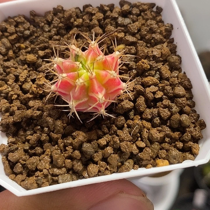 彩虹梦侧芽——元旦福利26