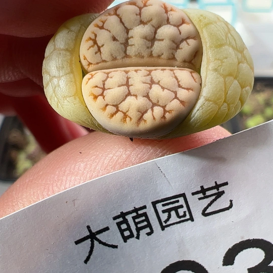 0000303 一物一拍……