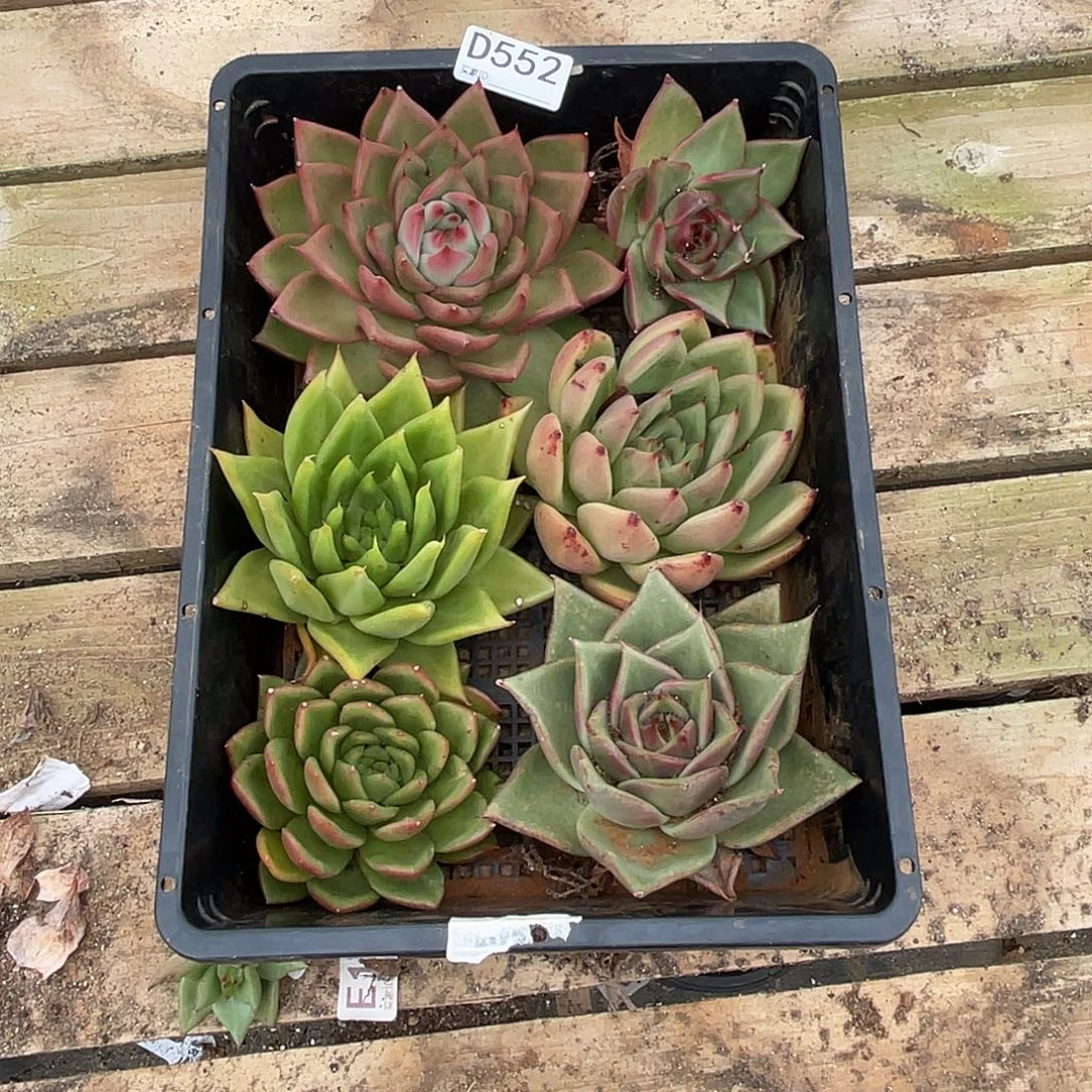 若如东云组拍D552