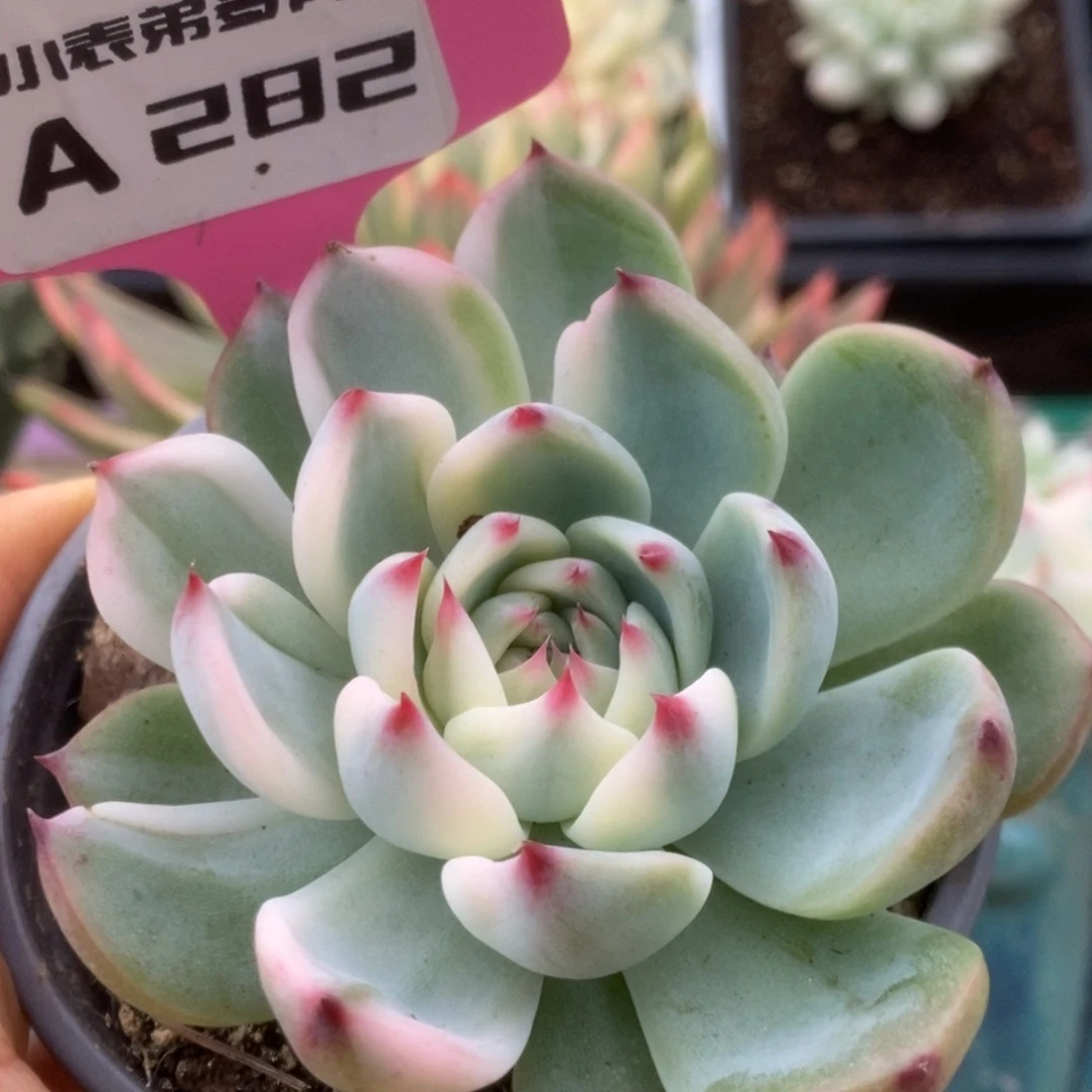 282锦锦锦锦锦锦锦锦