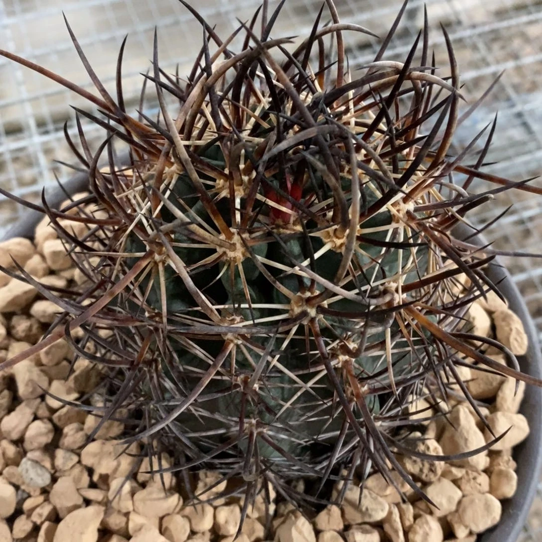 张**儿仙人球林氏幻虾