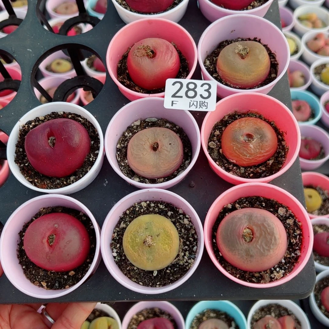 ?***、我很喜欢这个F283