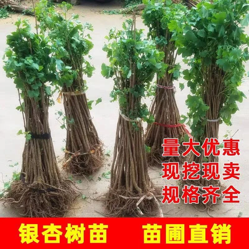 金叶银杏树苗白果活苗庭院别墅绿化苗木行道树银杏大树南北方种植