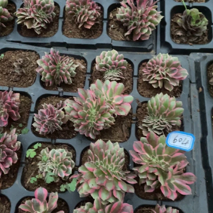 4个粉女郎小缀化包邮