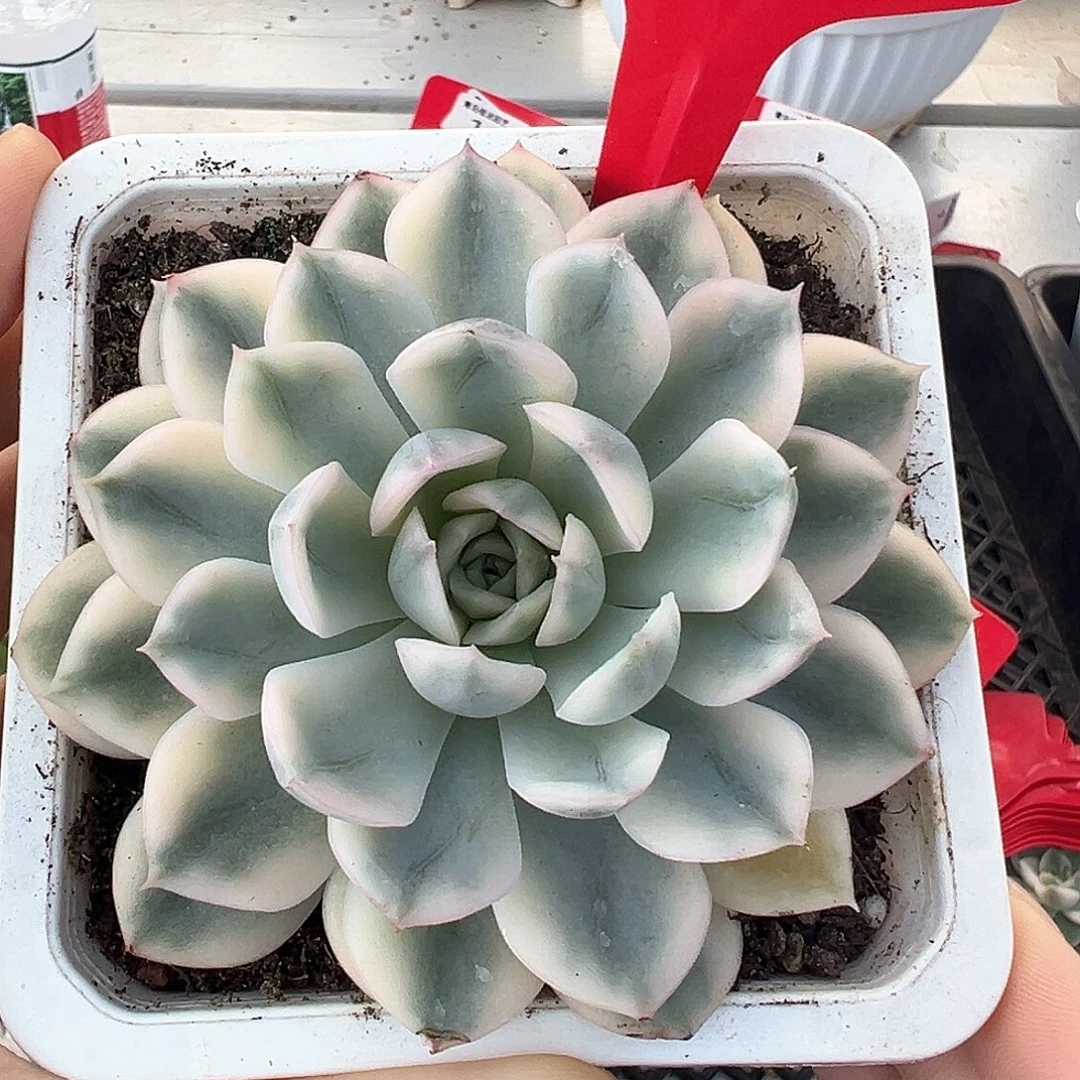 3号月亮仙子锦多肉植物