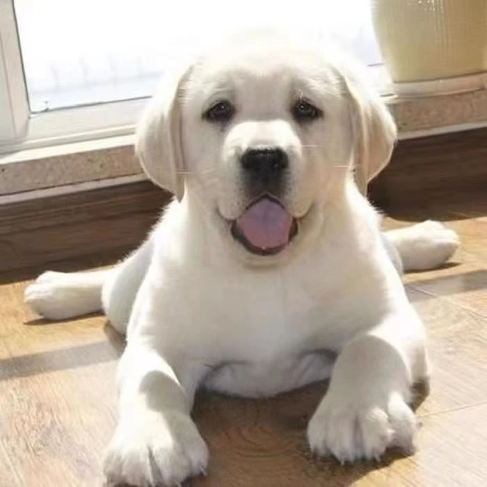 拉布拉多宠物狗大型犬奶白色黑色可选活体
