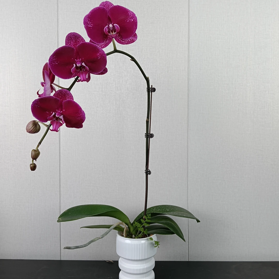 【花之漫】(科隆大黑）3.0寸杯单剑蝴蝶兰花卉