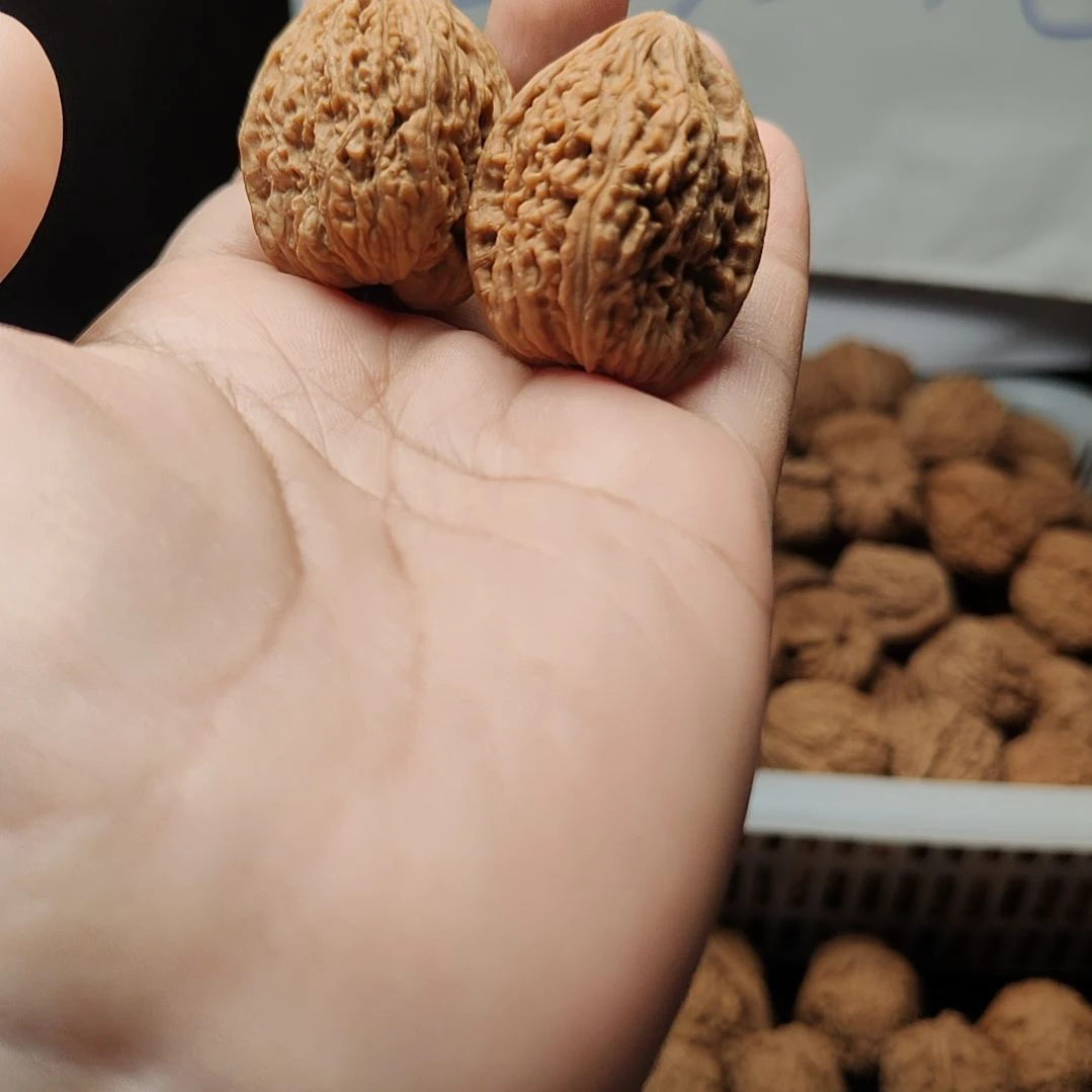 #***^南疆石狮子头一物一图