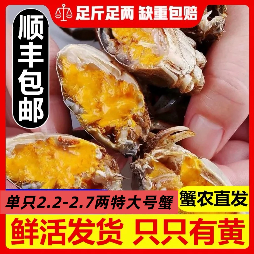 东北薄壳蟹特大号精品2.2-2.7两青壳蟹