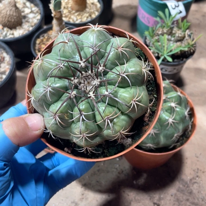 小*622浮力实生狂刺圆盘玉