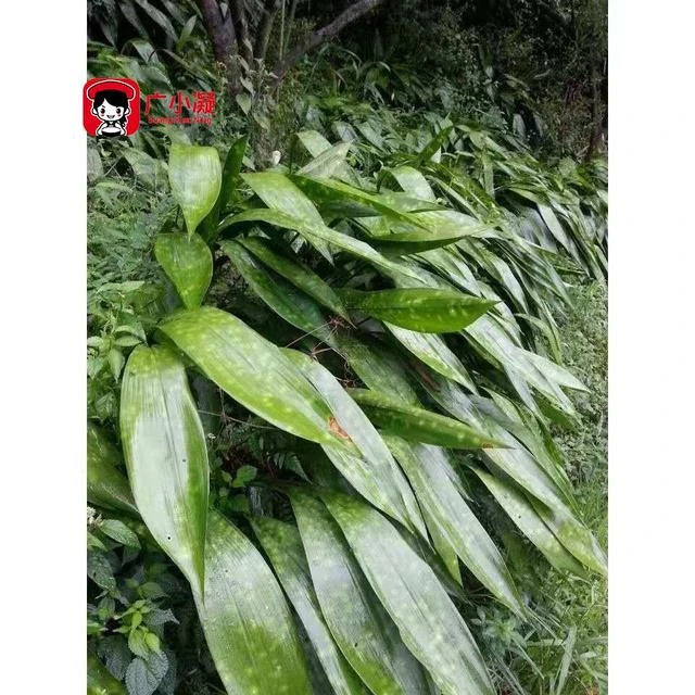 现采现发：特大号粽叶热卖特大四川峨眉山新鲜花粽子叶花色随机