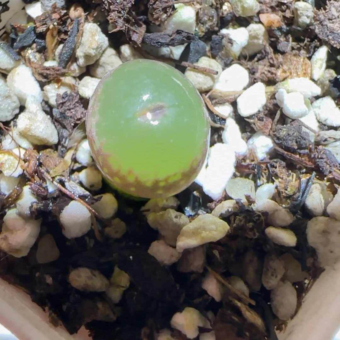 肉锥多肉植物百科-安格1358