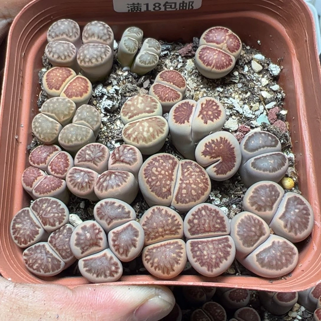 【闪购商品】 1019。