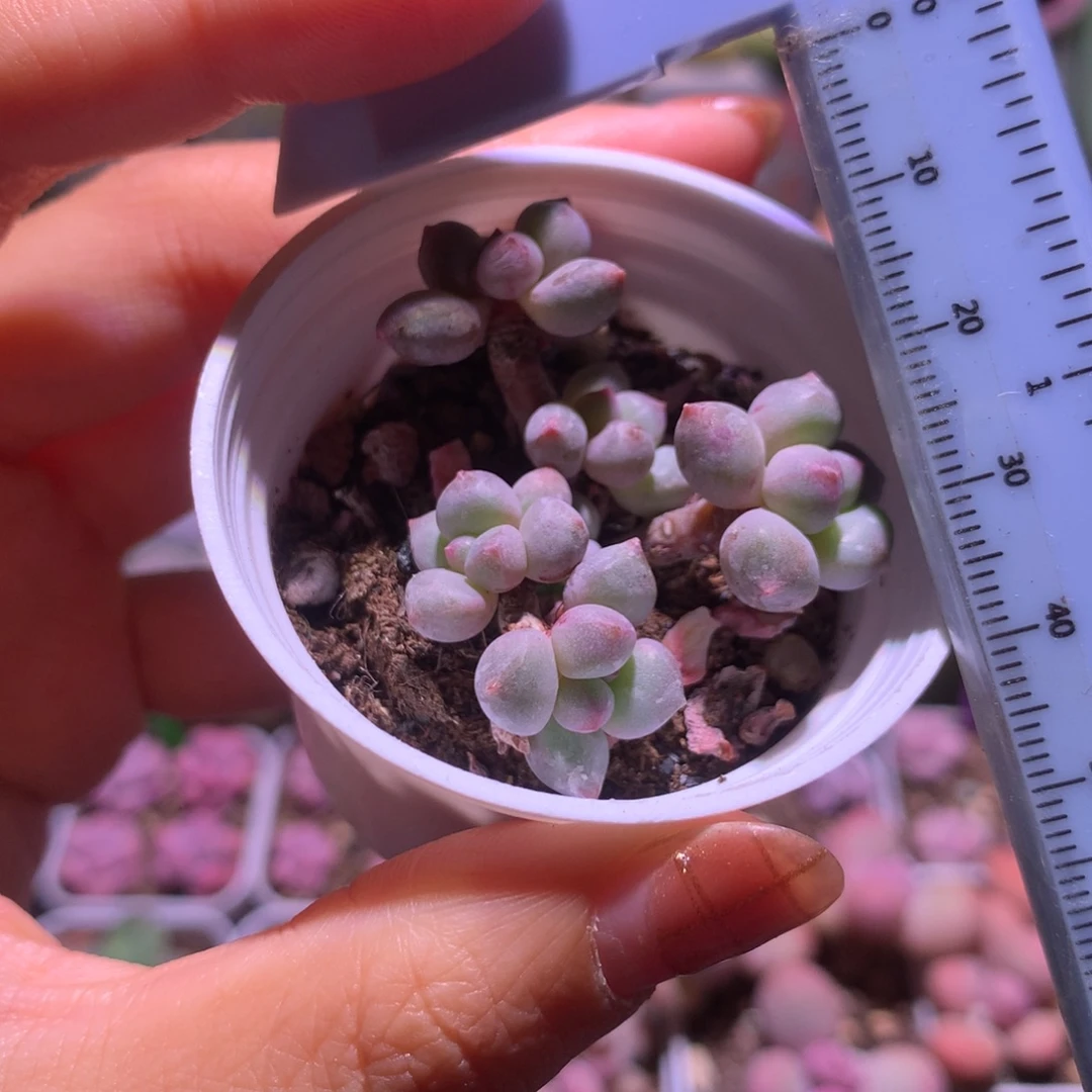 蓝莓 精品奶酪多肉